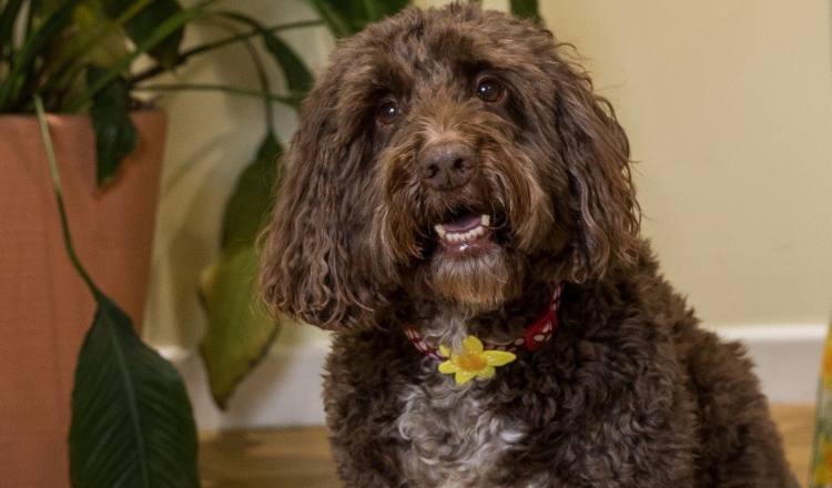 cockapoo therapy dog