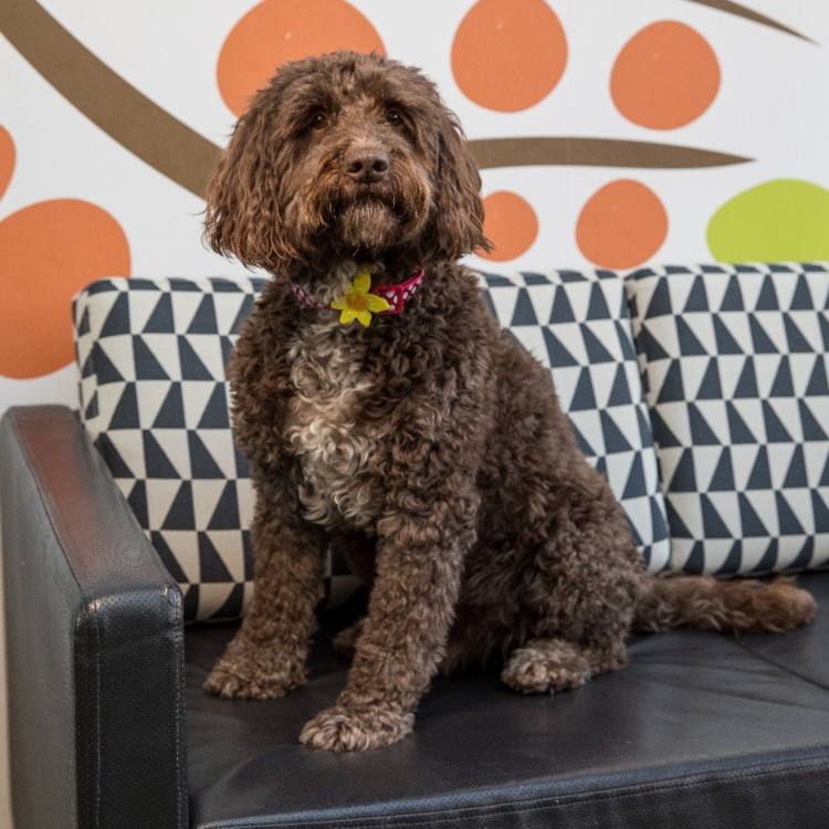 Dennis the cockapoo became a therapy dog