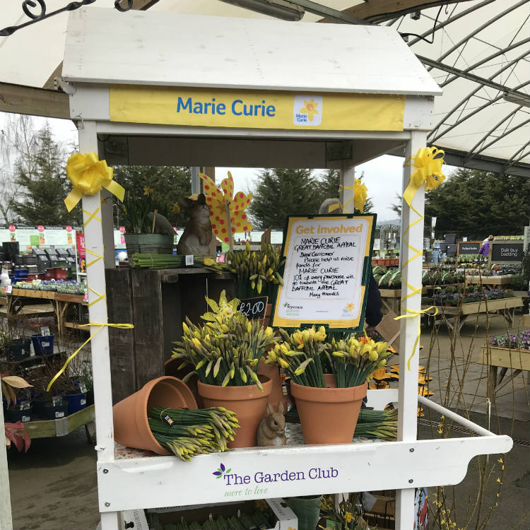 Other ways to support the Great Daffodil Appeal