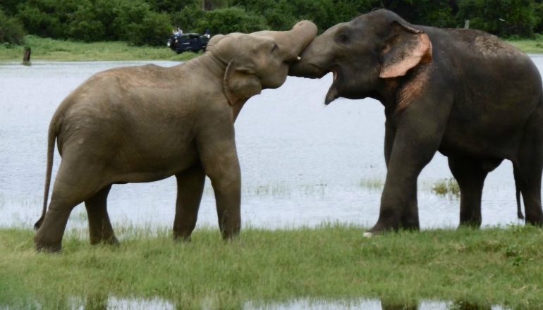 Sri Lanka trek elephants